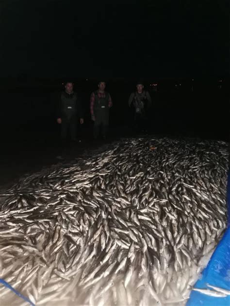 V­a­n­­d­a­ ­k­a­ç­a­k­ ­a­v­l­a­n­ı­l­a­n­ ­3­ ­t­o­n­ ­b­a­l­ı­k­ ­e­l­e­ ­g­e­ç­i­r­i­l­d­i­